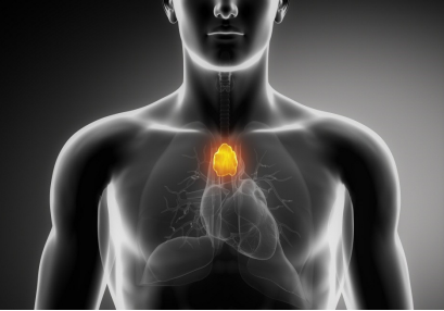 Thymus